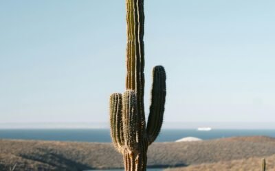 Ejido vs. Titled Land